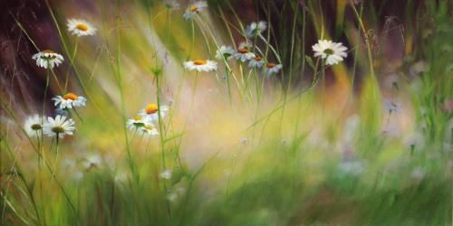 Ludmila Yudina Hand Signed and Numbered Limited Edition Artist Embellished Canvas Giclee: "Camomille Field"