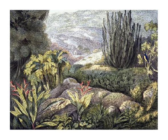 Luis Choris Fine Art Open Edition Gicl&eacute;e:"Island of St. Catherine, Brazil"