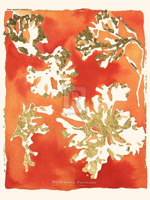 Maja Gunnarsdottir 30 x 40 in. Open Giclee Canvas:"Rhodomenia Laciniata"