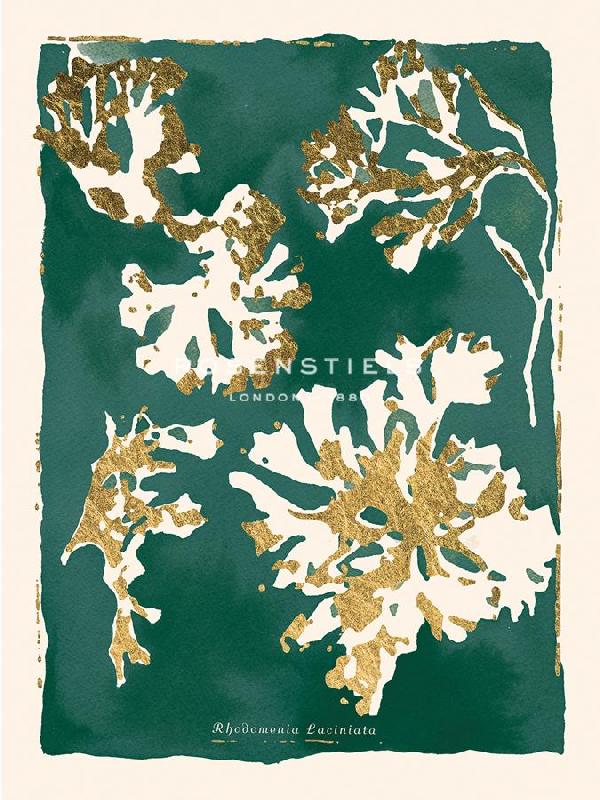 Maja Gunnarsdottir 30 x 40 in. Open Giclee Canvas:"Rhodomenia Laciniata - Jewel"