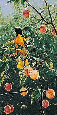Marc Hanson Limited Edition Print:"Oriole in The Orchard"