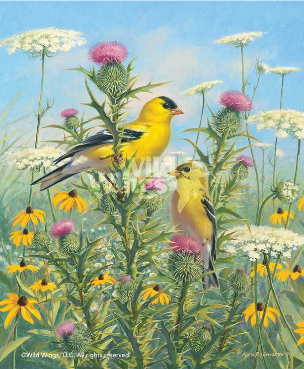 Marc Hanson Artist Signed Open Edition Print:"Golden Glories - Gold Finches"