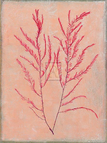 Maria Mendez Hand Numbered Limited Edition Print on Paper :"Coral Island IV"
