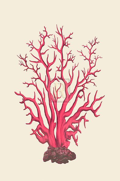 Maria Mendez Hand Numbered Limited Edition Print on Paper :"Coral Seas II"