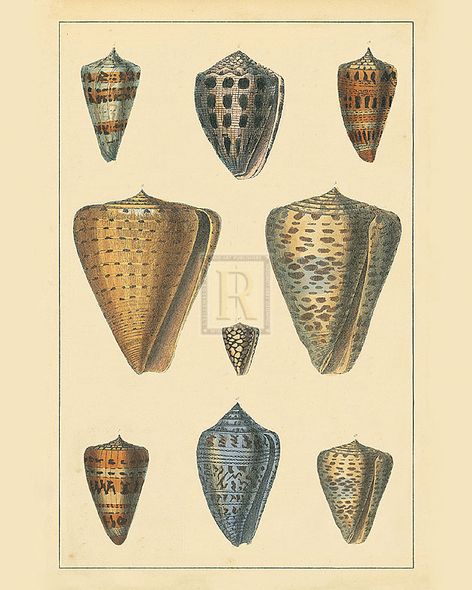 Maria Mendez Hand Numbered Limited Edition Print on Paper :"Shell III"