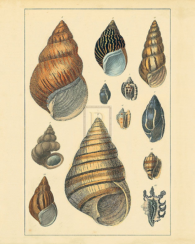 Maria Mendez Hand Numbered Limited Edition Print on Paper :"Shells I"