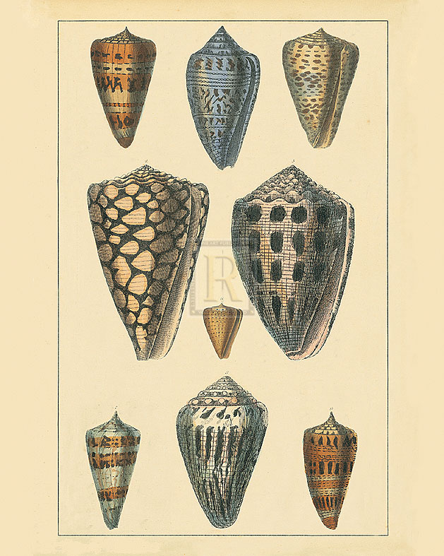 Maria Mendez Hand Numbered Limited Edition Print on Paper :"Shells IV"