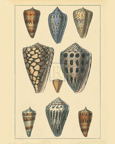 Maria Mendez Hand Numbered Limited Edition Print on Paper :"Shells IV"