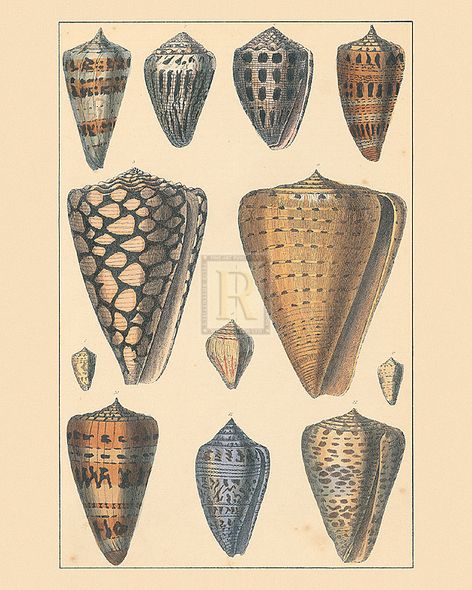 Maria Mendez Hand Numbered Limited Edition Print on Paper :"Shells V"