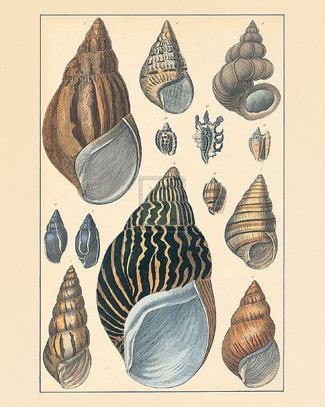 Maria Mendez Hand Numbered Limited Edition Print on Paper :"Shells VI"