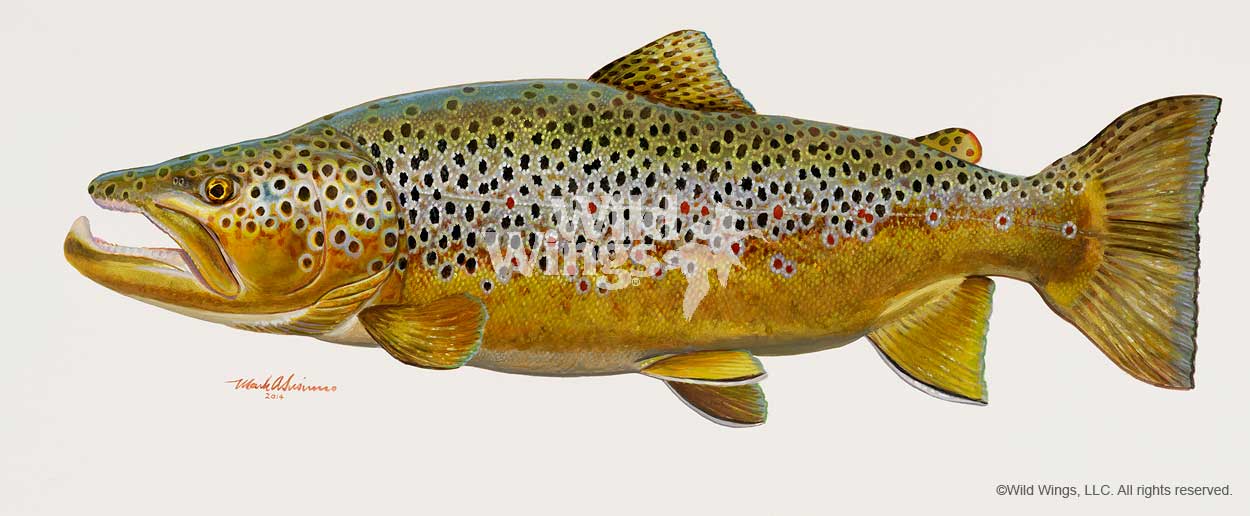 Mark A Susinno Original Acrylic Painting: "Brown Trout" - Mark A Susinno