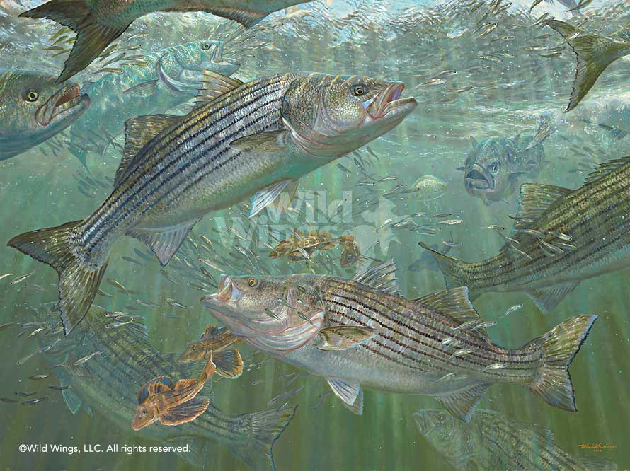 Mark Susinno Hand Signed and Numbered Limited Edition Print: "Atlantic Blitz - Striped Bass"