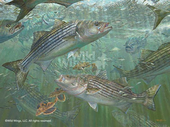 Mark Susinno Hand Signed and Numbered Limited Edition Print: "Atlantic Blitz - Striped Bass"