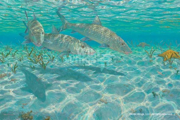 Mark Susinno Limited Edition Premier Gicl&eacute;e Canvas:"Ghosts-Bonefish"