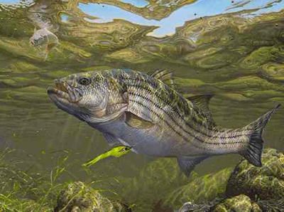 Mark Susinno Limited Edition Print: "Decisions-Striped Bass"