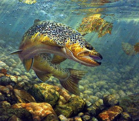 Mark Sussino Print-Signed and Numbered:"Duped- Brown Trout"