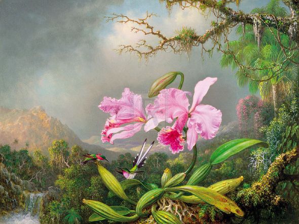Martin Heade Hand Numbered Limited Edition Print on Paper :"Study Of An Orchid"