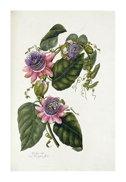 Mary Lawrence Fine Art Open Edition Gicl&eacute;e:"Passion Flowers"