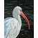 Master Artisan Hand Embellished Canvas Giclee:"Ibis Be Going"