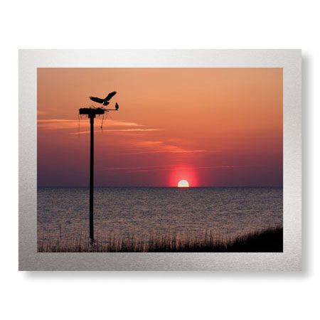 Matt Lusk Limited Edition Ready to Hang Giclee on Brushed Aluminum: "Osprey"