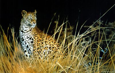 MATTHEW HILLIER 22X32 Secondary Market Art: "LEOPARD HUNTS ALONE AP"