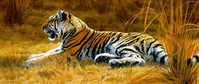 Matthew Hillier Limited Edition Print:"Golden Dawn - Young Tiger"