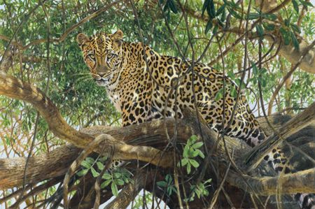 Matthew Hillier Limited Giclee Canvas Print: "Spotted"