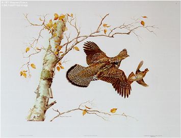 MAYNARD REECE 16X24 Secondary Market Art: "BIRCH RUFF GROUSE"