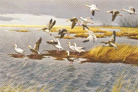 MAYNARD REECE  Secondary Market Art: "SNOW GEESE BLUE GEESE"