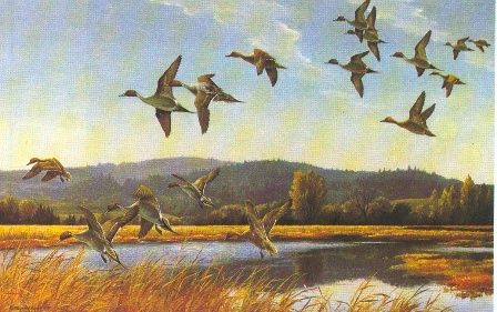 MAYNARD REECE  Secondary Market Art: "VALLEY PINTAILS"