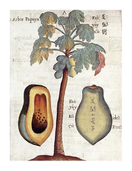 Michael Boym Fine Art Open Edition Gicl&eacute;e:"Papaya Tree"