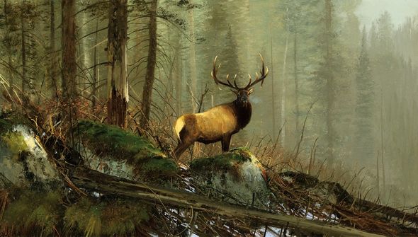 Michael Coleman Hand Signed and Numbered Limited Edition Giclee:"In the Big Horns - Elk"