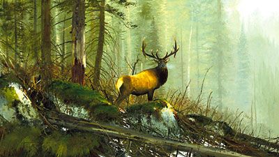 Michael Coleman Hand Signed & Numbered Limited Edition Giclee on Paper:"In the Bighorns - Elk"