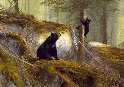 Michael Coleman Hand Signed & Numbered Limited Edition Giclee on Paper:"The Adventurer - Black Bears"