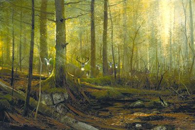 Michael Coleman Handsigned & Numbered Giclee Limited Edition Print:"Eyes of the Forest - Whitetail Deer "