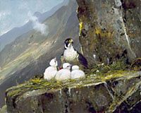 Michael Coleman Handsigned & Numbered Giclee Limited Edition Print:"High Cliff-Peregrine Family"