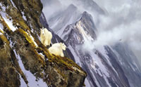Michael Coleman Handsigned & Numbered Giclee Limited Edition Print:"In The Cliffs, Rocky Mountain Goats"