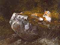 Michael Coleman Handsigned & Numbered Giclee Limited Edition Print:"Morning Sun, Red Fox" | Out of Stock
