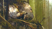 Michael Coleman Handsigned & Numbered Giclee Limited Edition Print:"No Contest-Grizzlies"