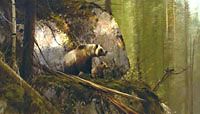 Michael Coleman Handsigned & Numbered Giclee Limited Edition Print:"No Contest-Grizzlies"