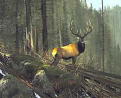 Michael Coleman Handsigned & Numbered Giclee Limited Edition Print:"On The North Fork- Elk"