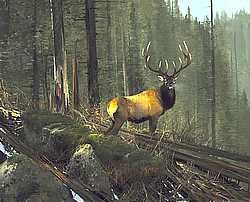 Michael Coleman Handsigned & Numbered Giclee Limited Edition Print:"On The North Fork- Elk"
