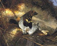 Michael Coleman Handsigned & Numbered Giclee Limited Edition Print:"Opportunity"