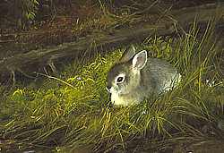 Michael Coleman Handsigned & Numbered Giclee Limited Edition Print:"Young Cottontail"