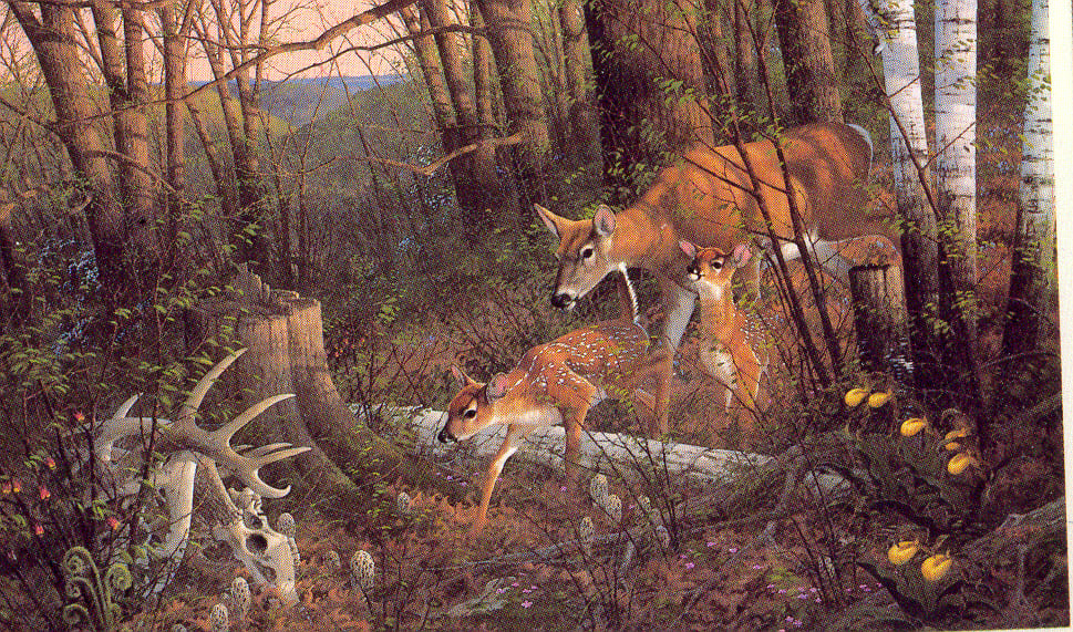 MICHAEL SIEVE 16x25 Secondary Market Art: "OAKRIDGE RENEWAL DEER"