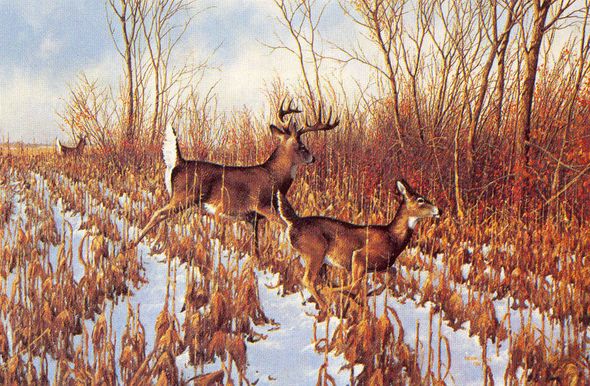 MICHAEL SIEVE 17X21 Secondary Market Art: "FAST BREAK WHITTL DEER"