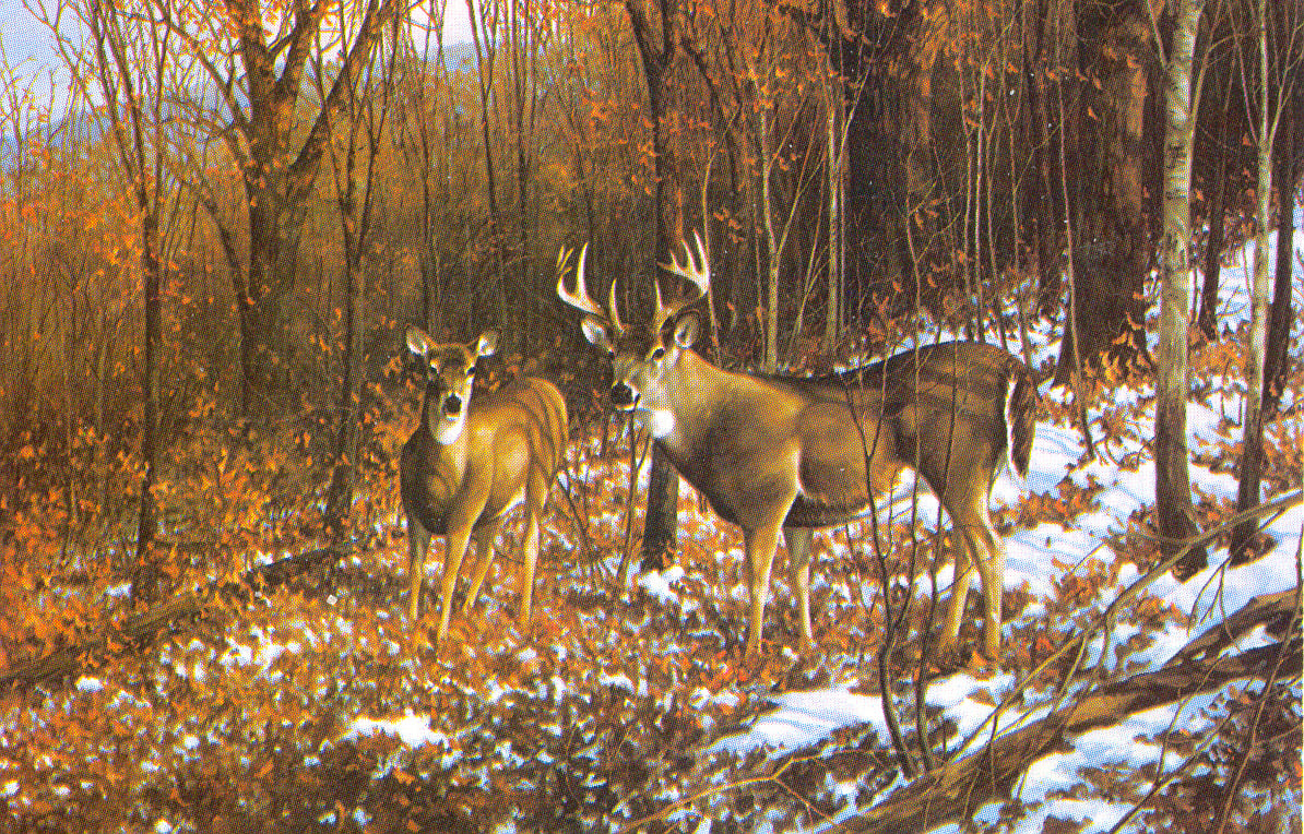 MICHAEL SIEVE 17X25 Secondary Market Art: "OCTOBER SNOWFALL DEER"