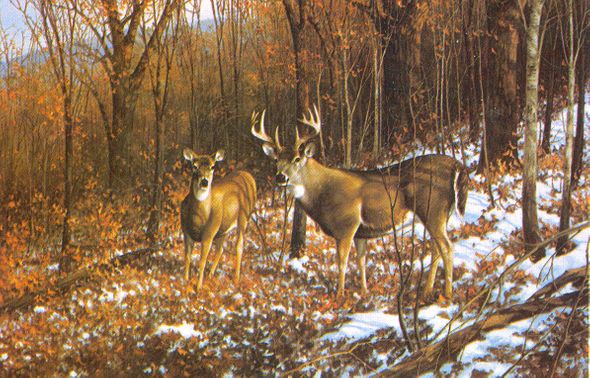 MICHAEL SIEVE 17X25 Secondary Market Art: "OCTOBER SNOWFALL DEER"