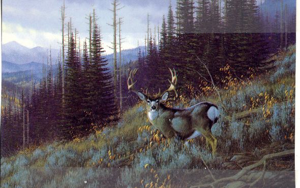 MICHAEL SIEVE 17x25 Secondary Market Art: "PAGODA PEAK MULE DEER"