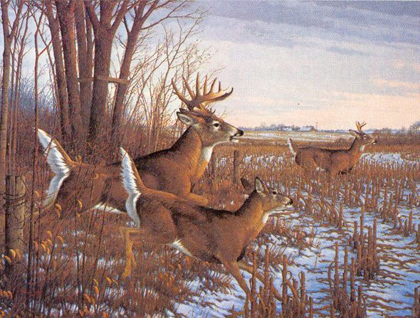 MICHAEL SIEVE 17x25 Secondary Market Art: "SEASONS END WHITETAIL"
